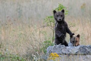 Orso bruno marsicano