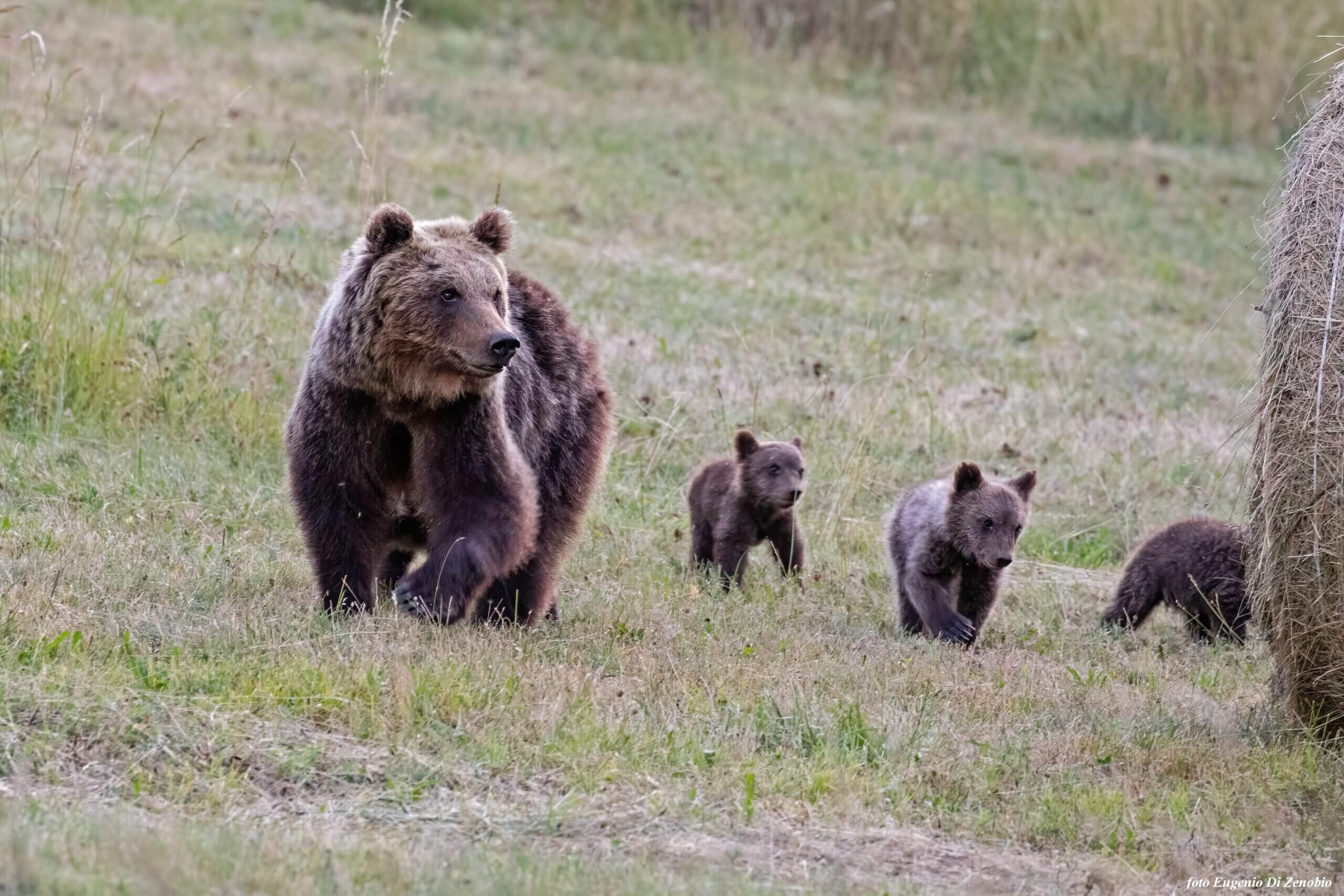 Meno di 30 anni per salvare l'orso marsicano | WWF Italia