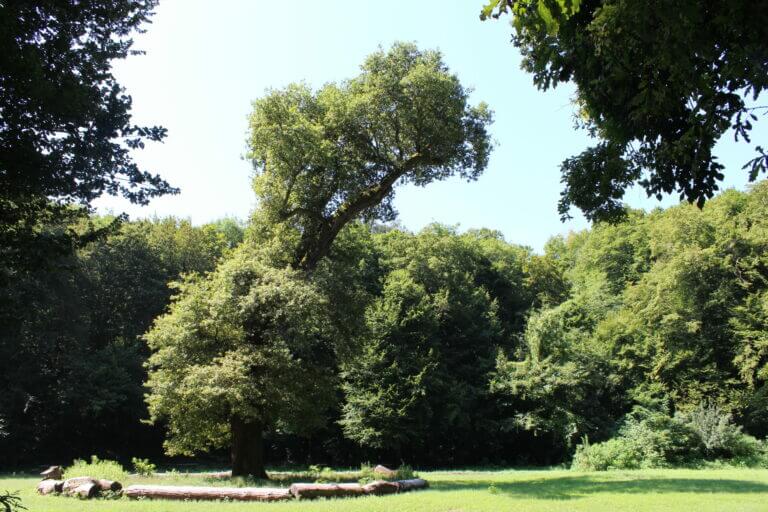 Alberi monumentali all'oasi degli Astroni