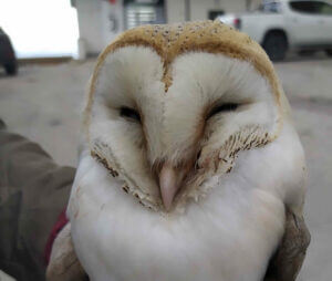 WWF Sicilia Centrale