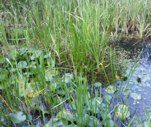 WWF ALTA MURGIA TERRE PEUCETE