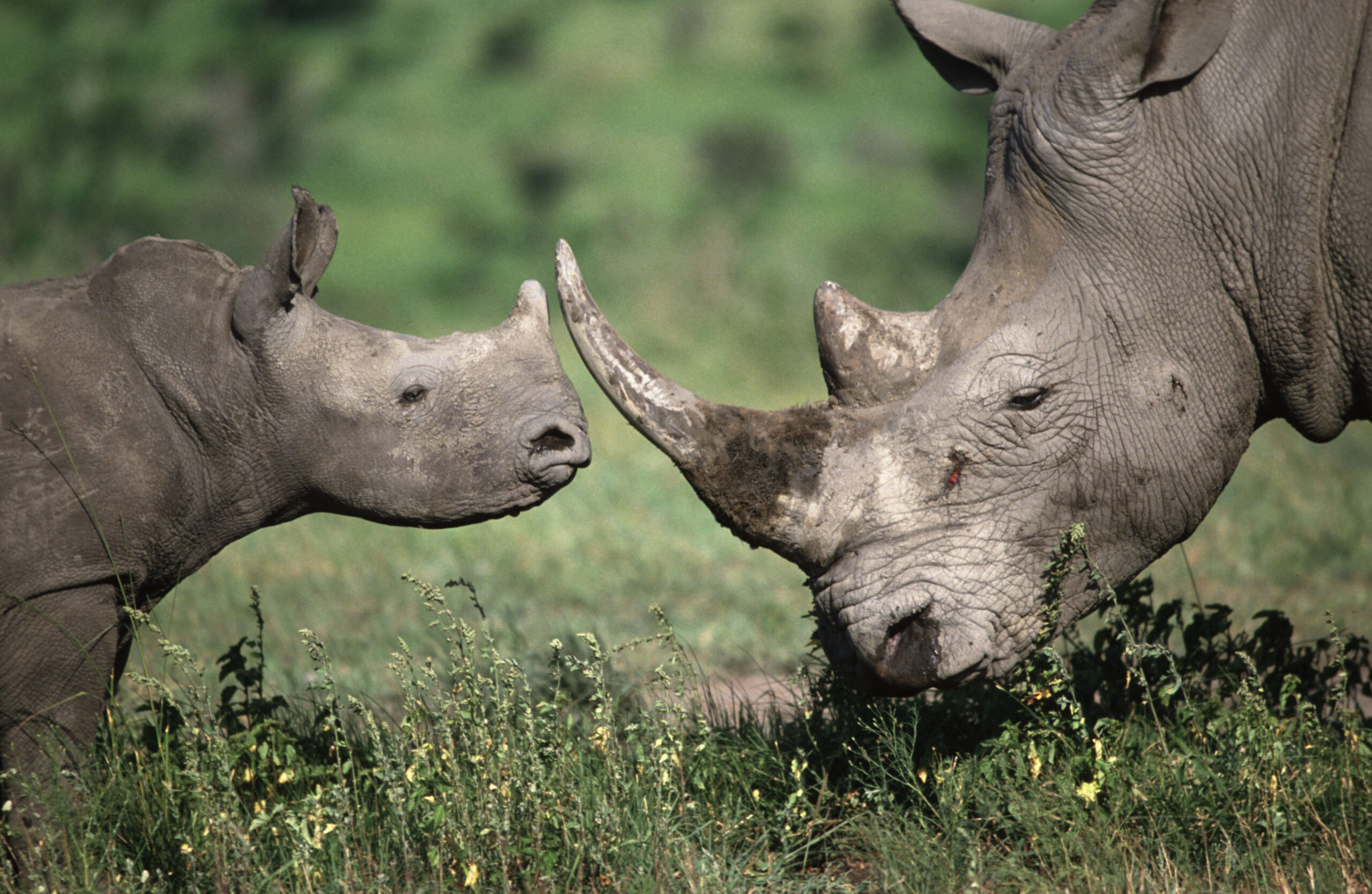Носорог все выступления. Африканский белый носорог. Белые носороги в ЮАР. Носорог альбинос.