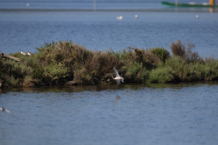 Laguna Orbetello