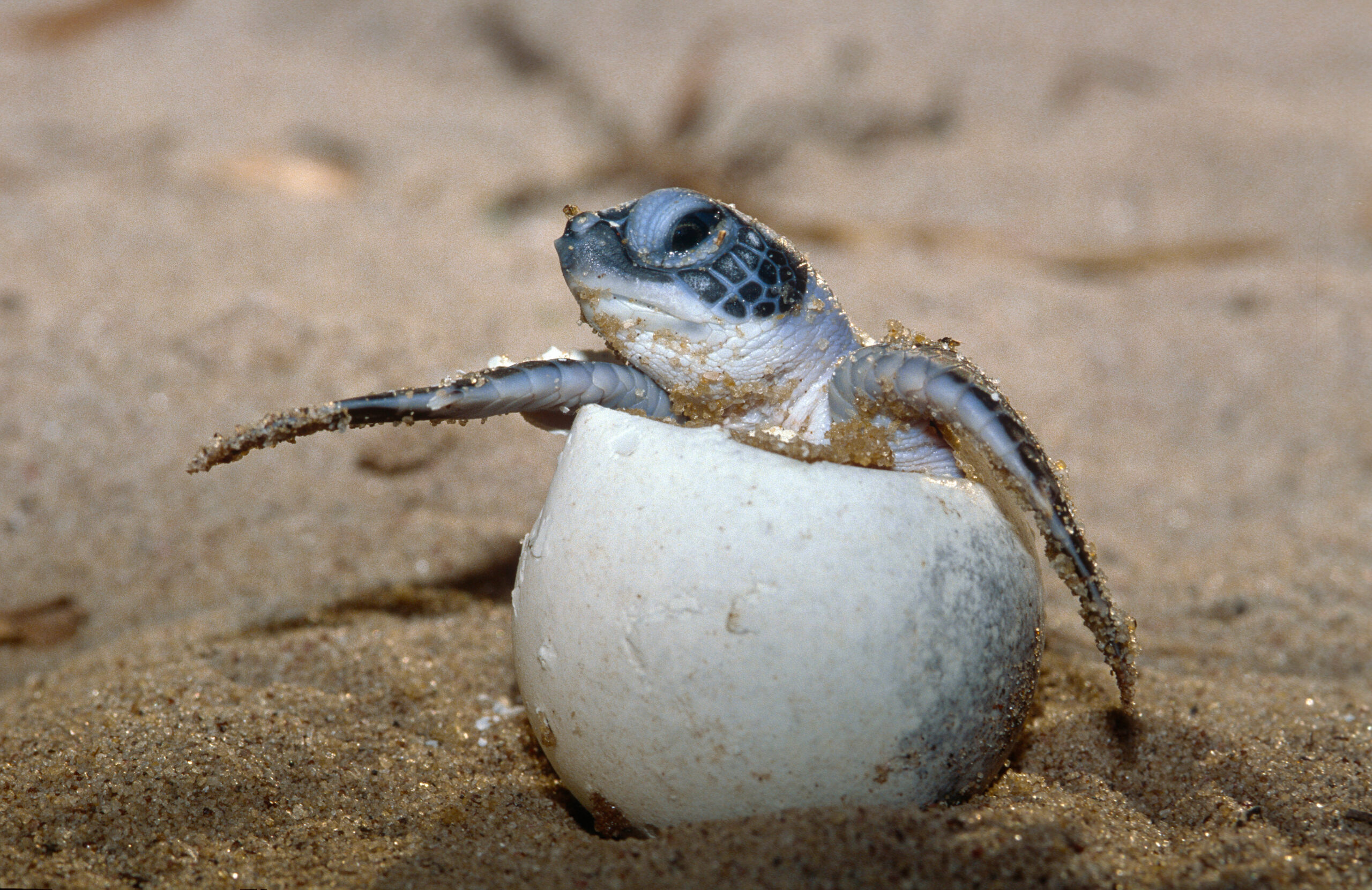 Пресмыкающиеся размножаются в воде. Морская черепаха откладывает яйца. Морские Черепашата вылупляются. Черепаха Каретта-Каретта. Зеленая морская черепаха яйца.