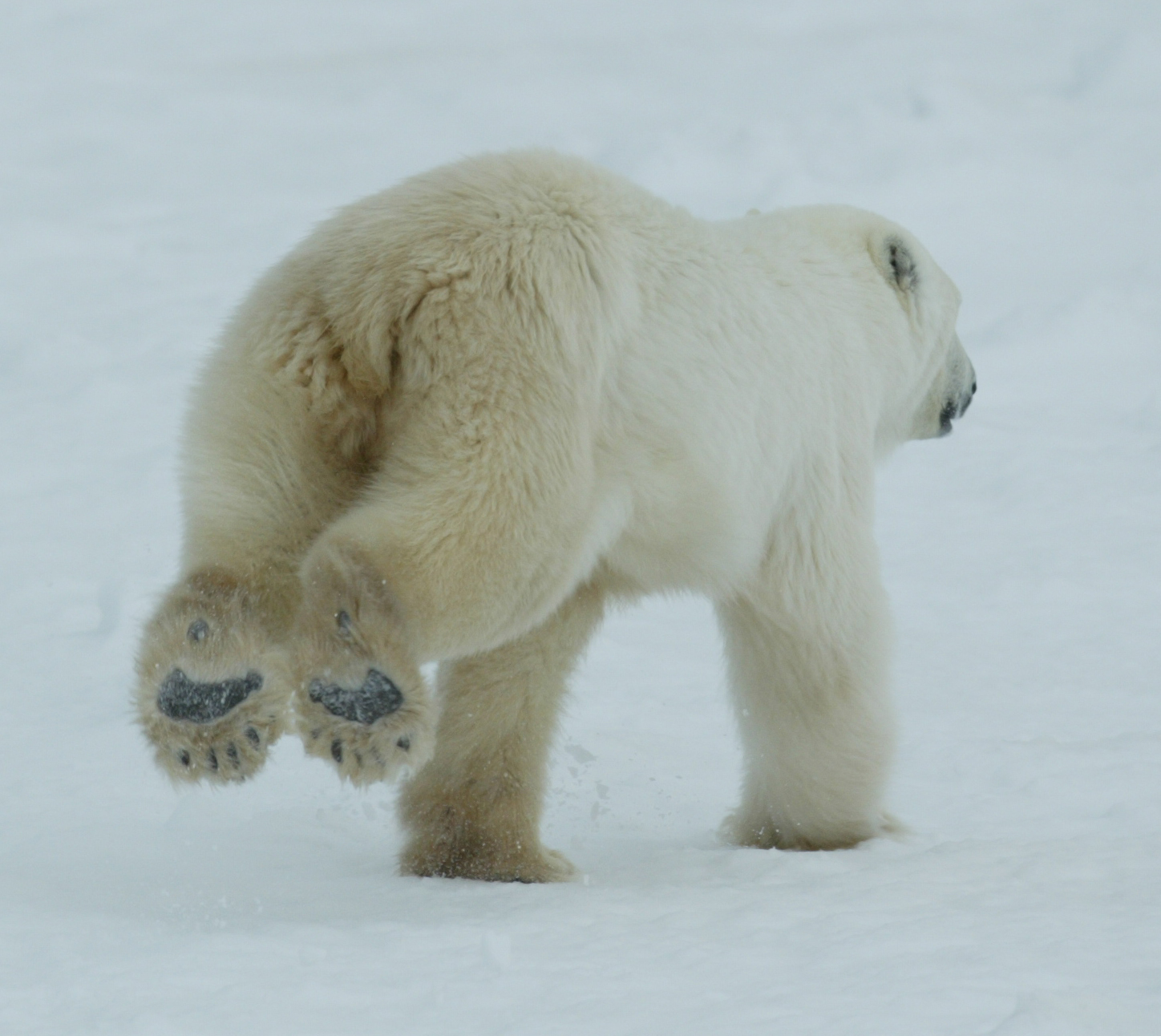 ORSO POLARE ORSO Alaska banchisa poster stampa d'arte p0106 