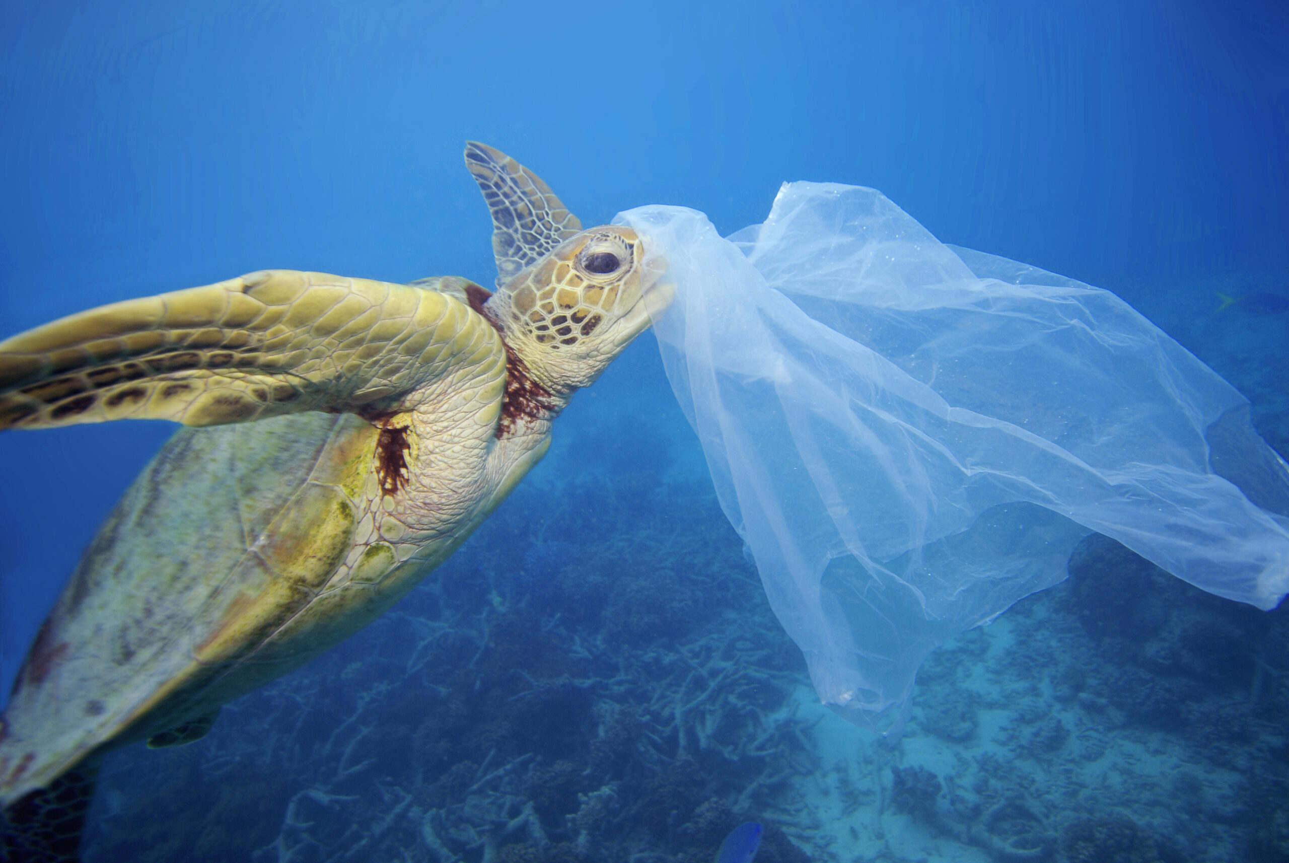 Salviamo le tartarughe anche dalla plastica | WWF Italia