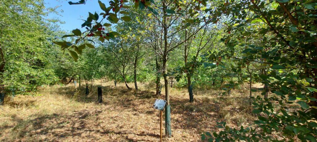 Quercia oasi di vanzago 