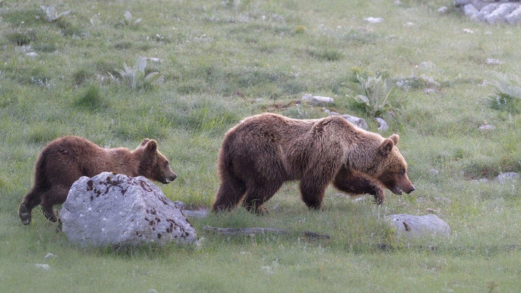 Orso marsicano