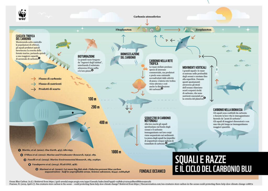 Infografica squali 