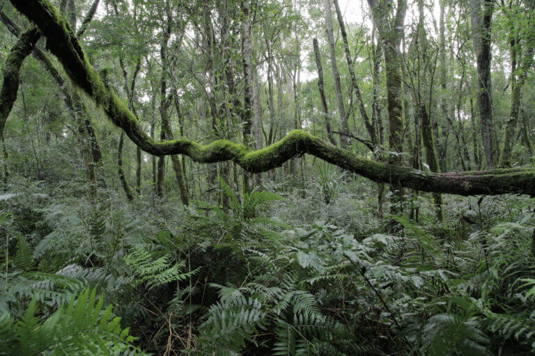 Foresta atlantica