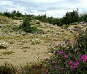 Dune di Tirrenia