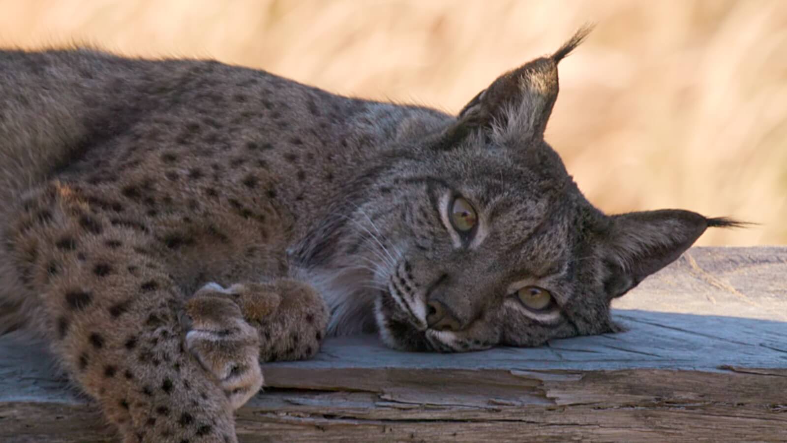 Green Storytellers lince iberica