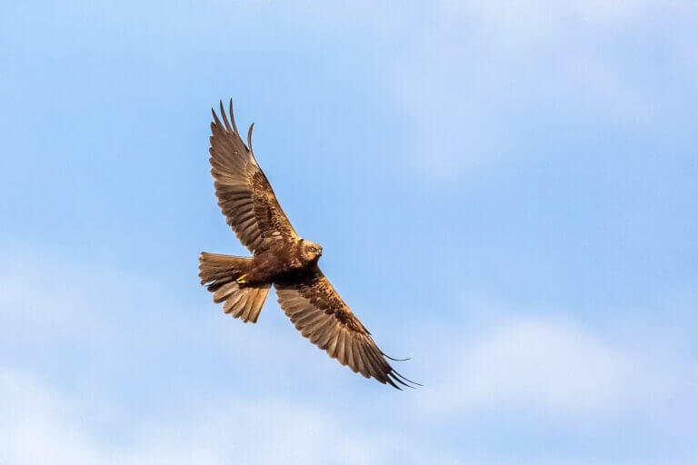 Falco, campagna lasciti