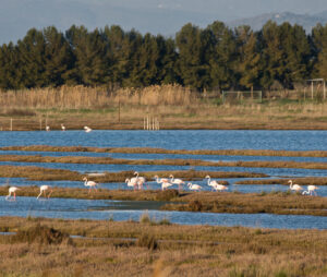 Laguna di Orbetello