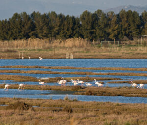 WWF Livorno