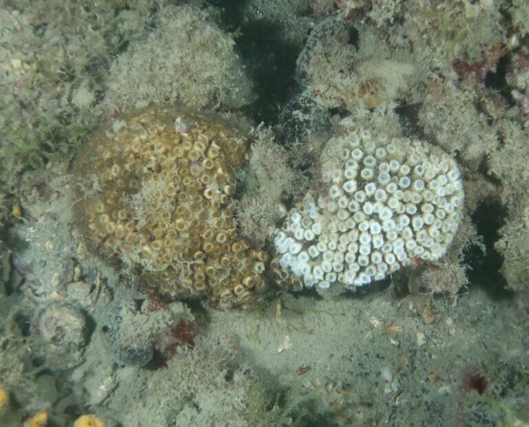corallo Miramare