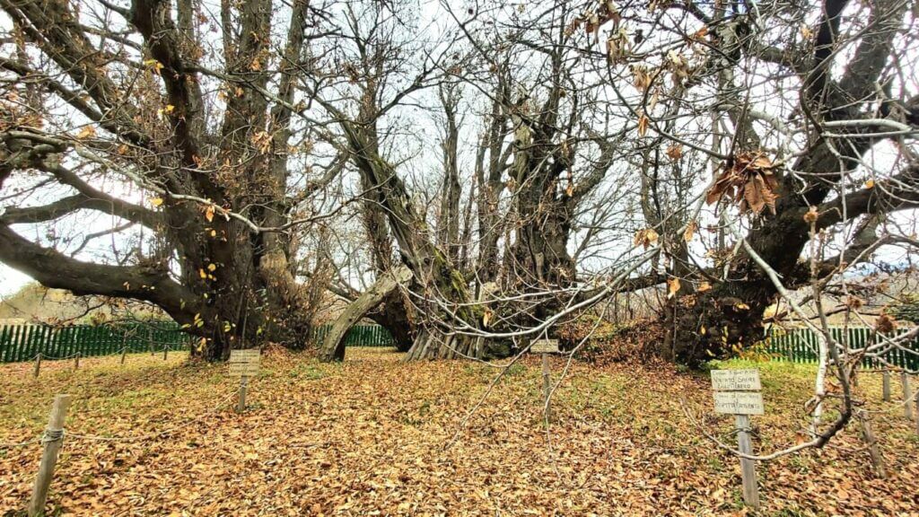 castagno dei 100 cavalli a Caserta 