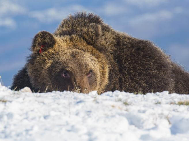 Orso Juan Carrito