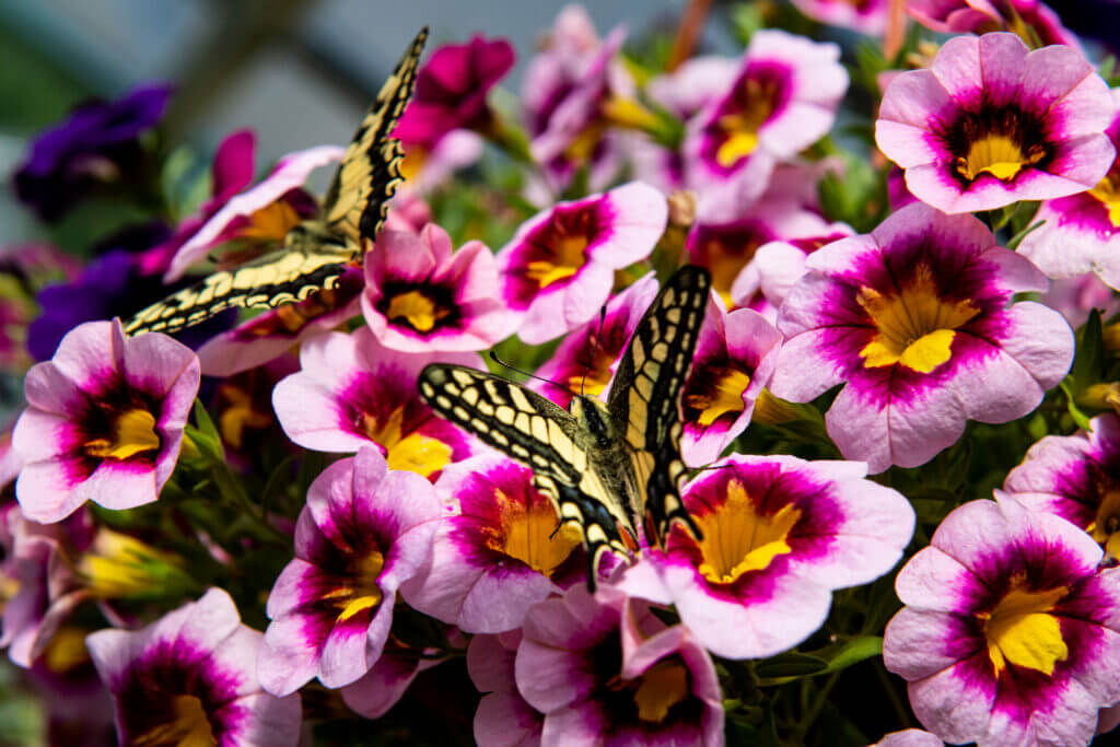 Giardino delle farfalle di WWF e DoDo