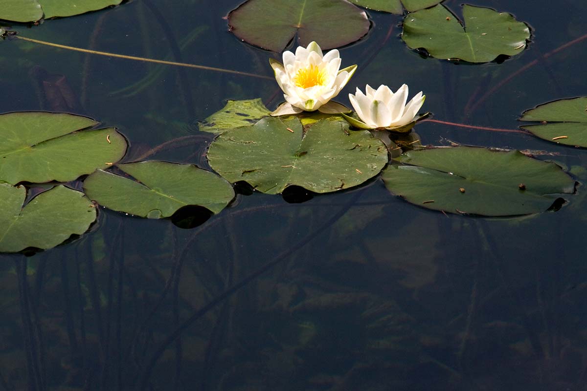 Nymphaea alba