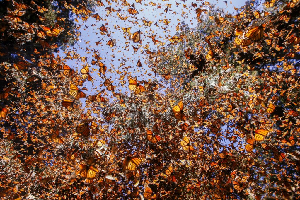 Monarch butterfly (Danaus plexippus), wintering from November to March in Oyamel pine forests (Abies religiosa), Monarch Butterfly Biosphere Reserve, Mexico.