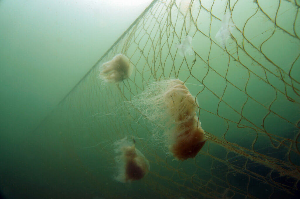 Rete da pesca, bycatch © Philipp Kanstinger / WWF
