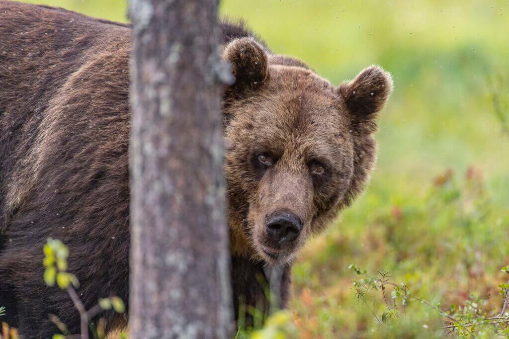 Brown Bear