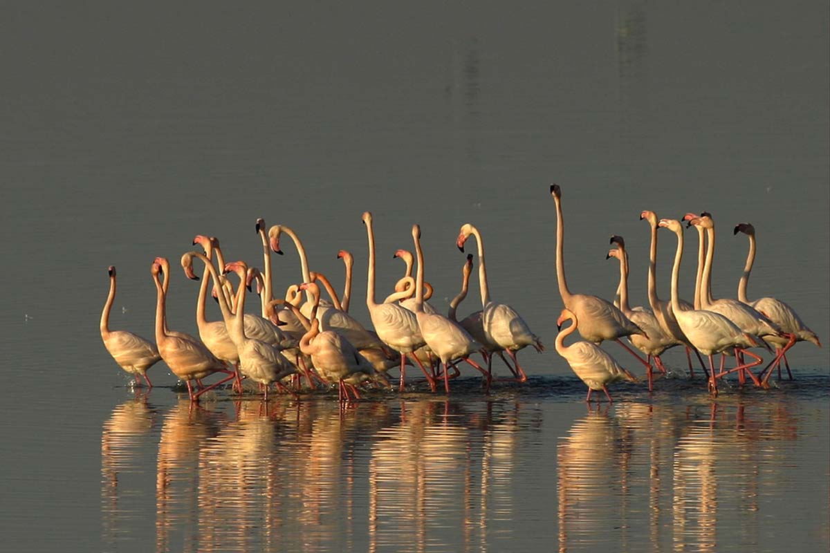 Phoenicopterus ruber