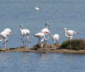 WWF Sicilia Area Mediterranea