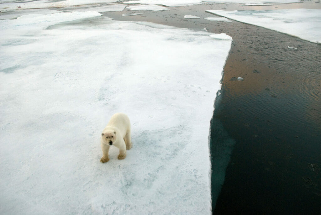 Orso Polare