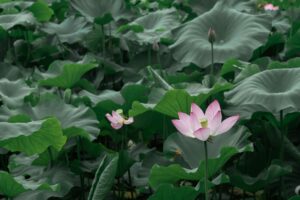COP15 biodiversità