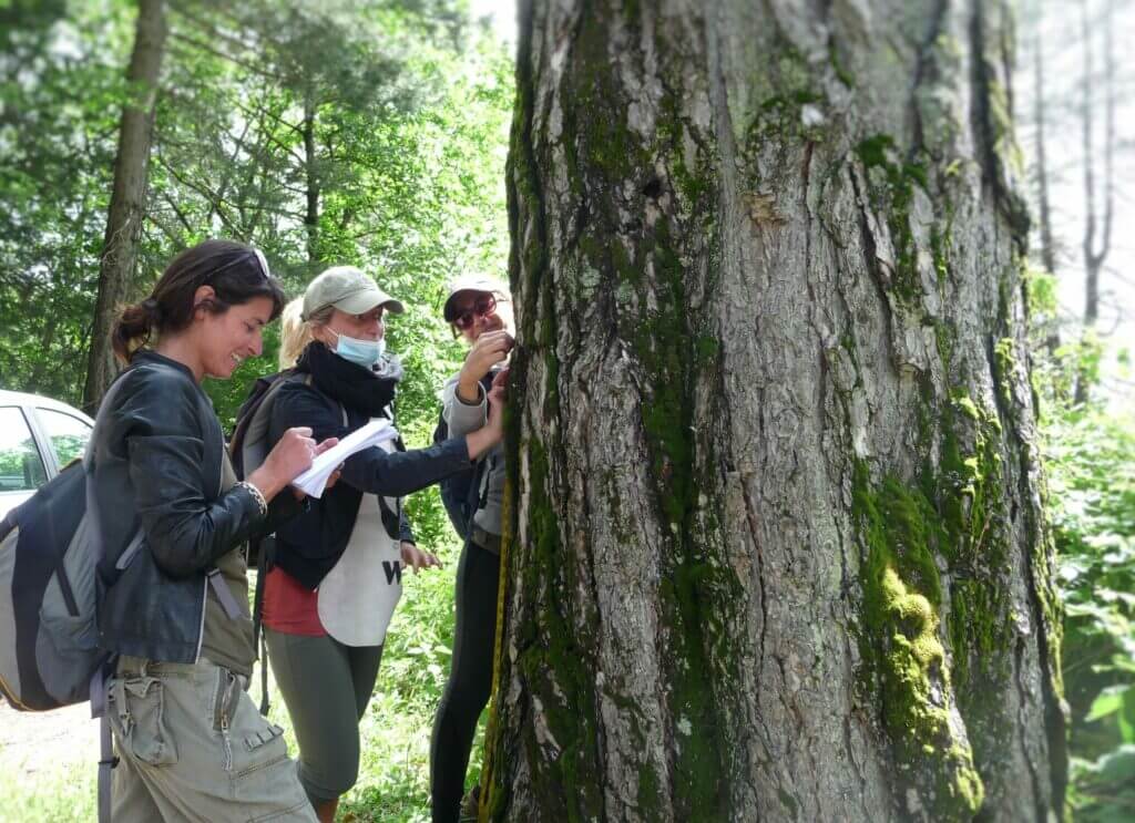 Il censimento degli alberi monumentali 