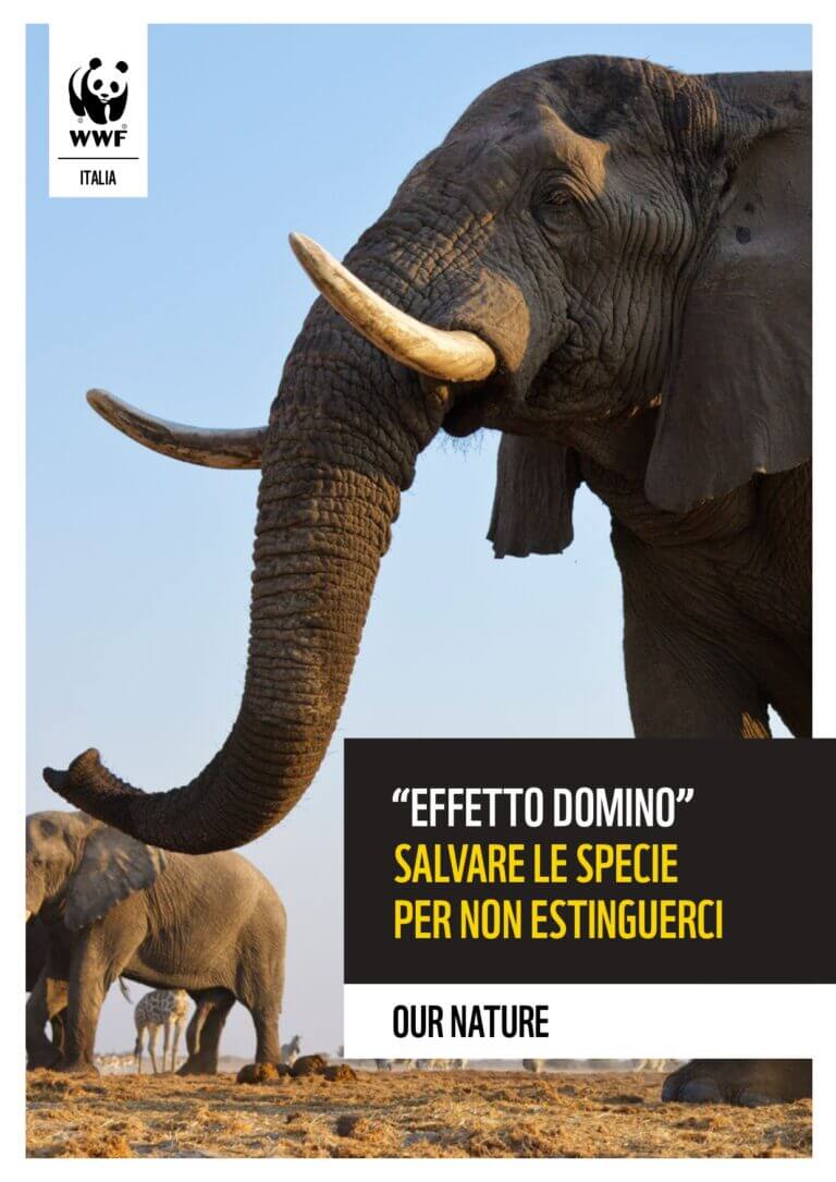 cover report effetto domino