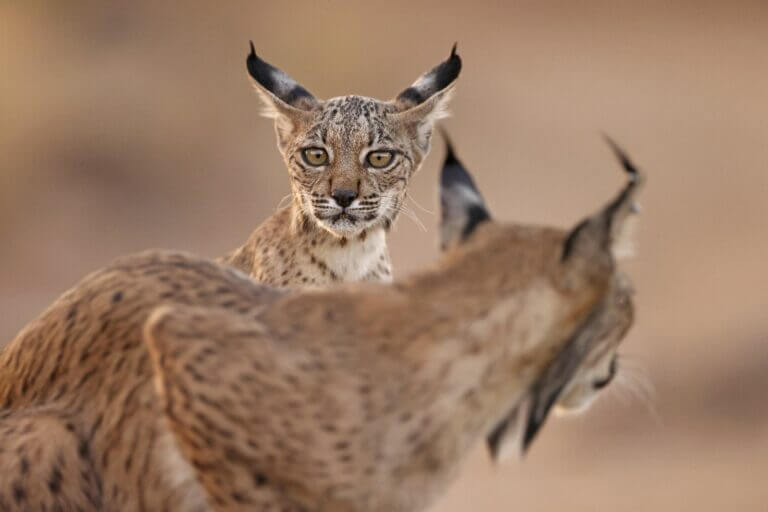 Lince Iberica