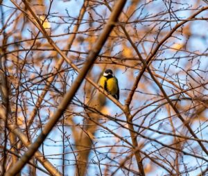 WWF LODIGIANO - PAVESE