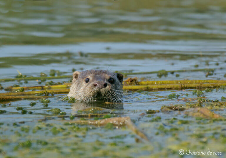 Lontra