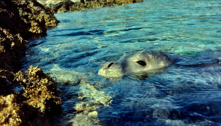 Foca monaca