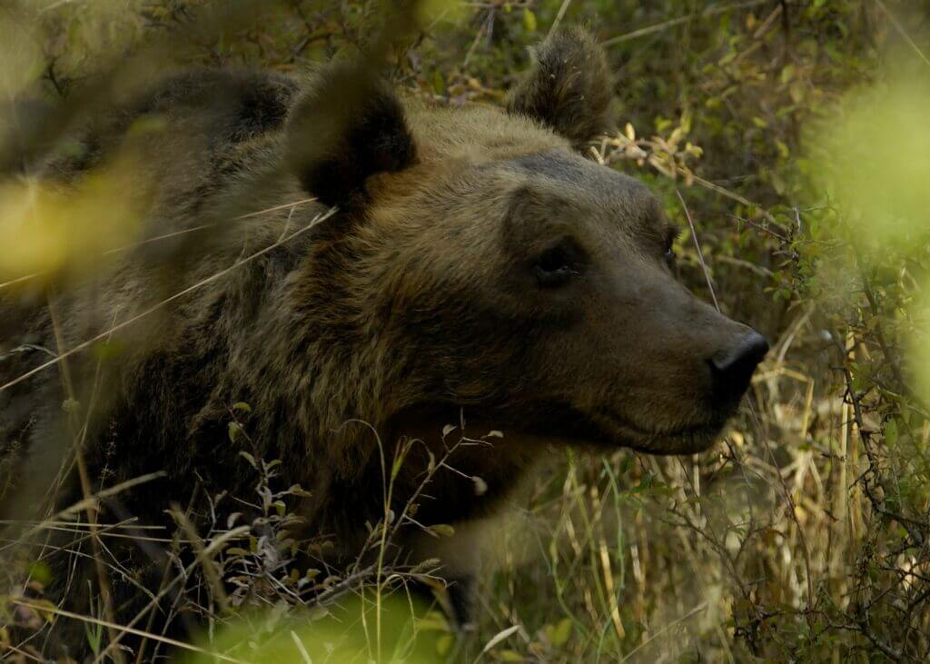 Orso bruno marsicano nel Parco della Maiella