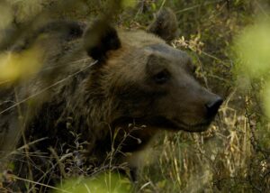 Orso bruno marsicano nel Parco della Maiella