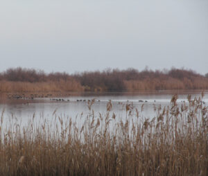 WWF Venezia e Territorio