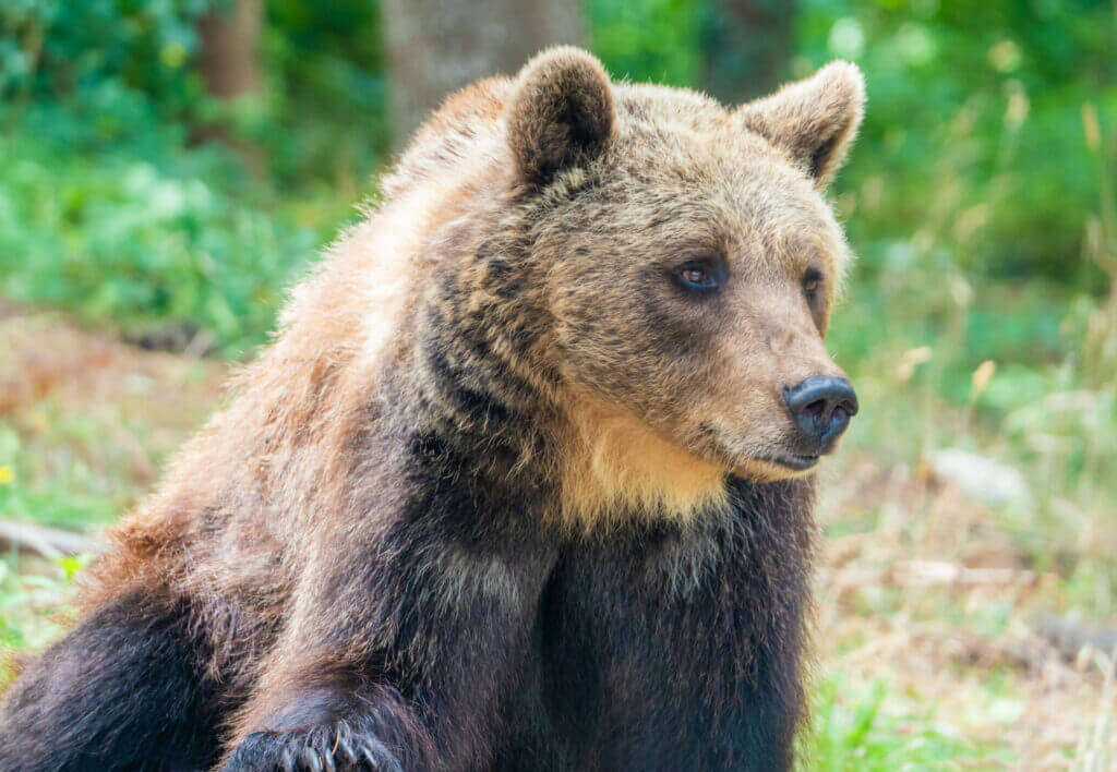 orso bruno marsicano