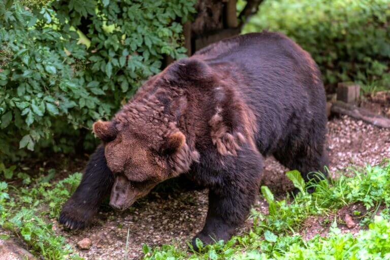 orso bruno