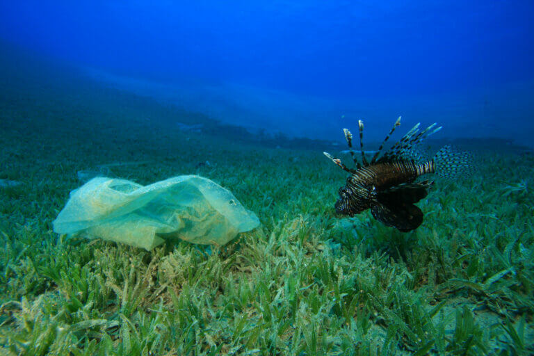 Pesce scorpione e plastica