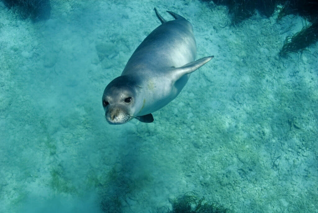 foca monaca