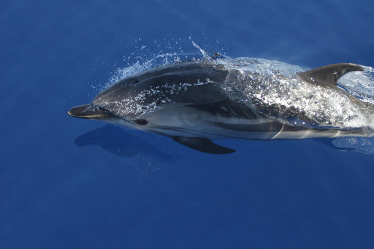 stenella striata, cetacei