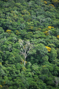 Foreste