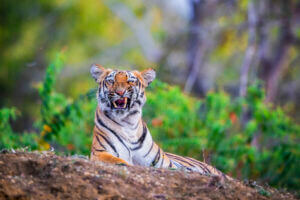 © Mihir Mahajan-WWF-International