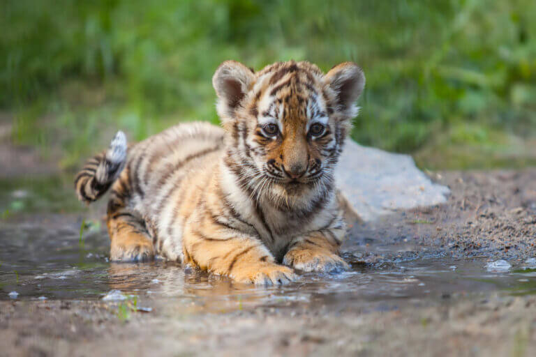 cucciolo di tigre