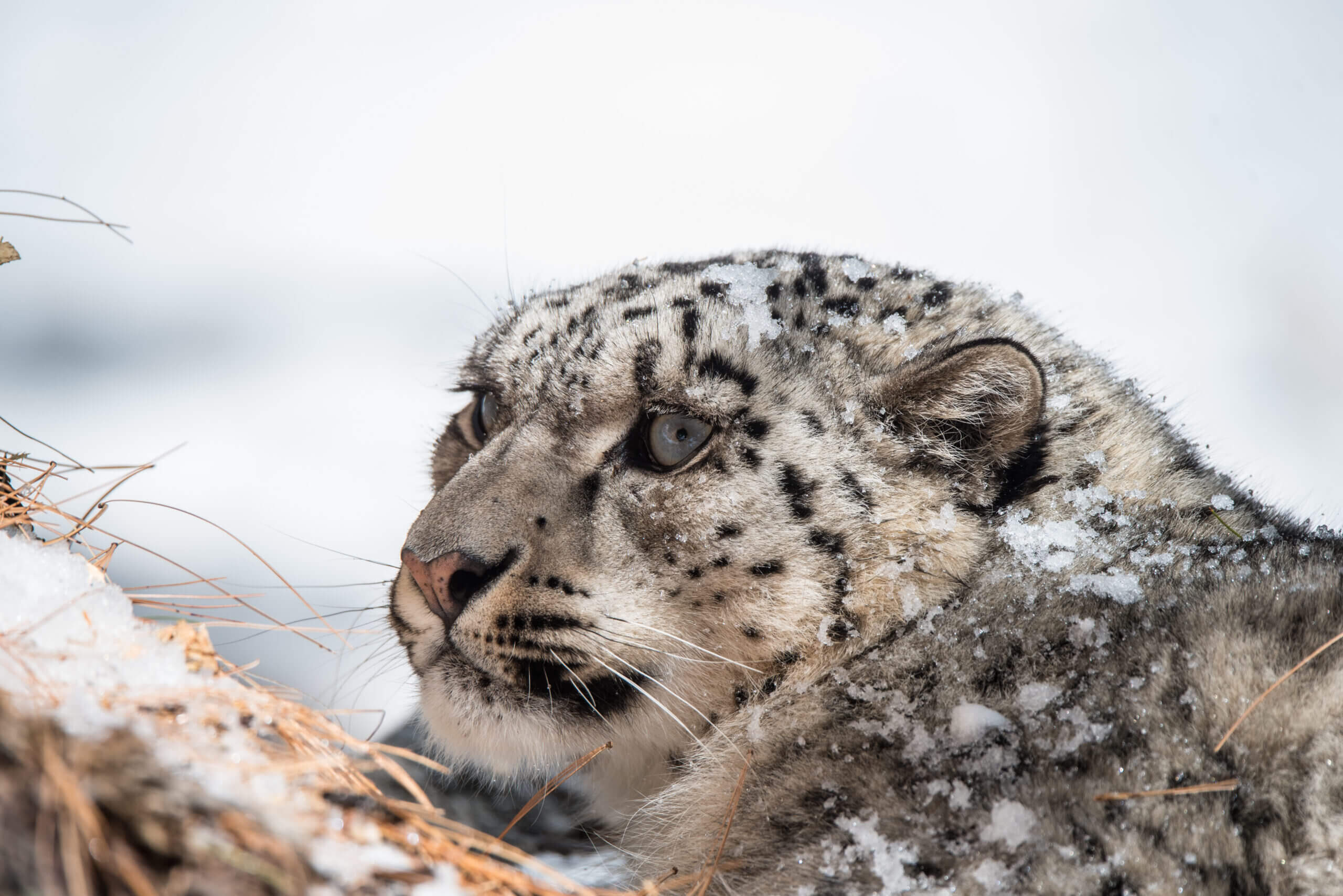 Leopardo delle nevi